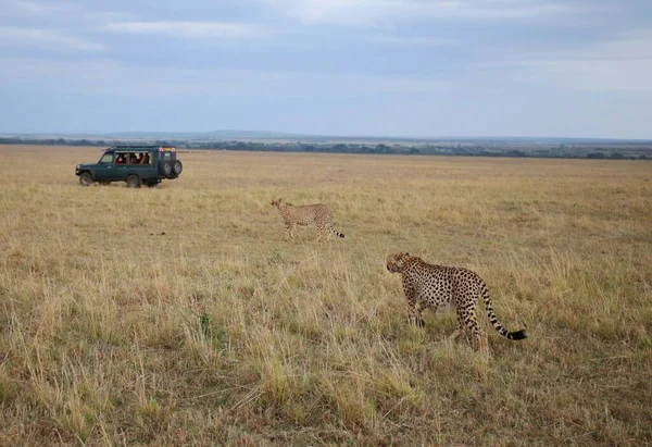Macskacsoport Kenyai Masai Mara Szavannájában — Stock Fotó
