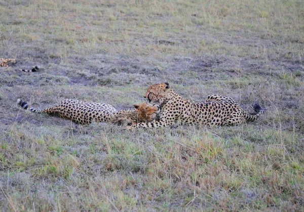 Group Cats Savannah Masai Mara Kenya — Stock Photo, Image