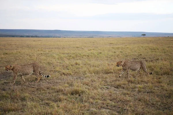 Grupo Gatos Savana Masai Mara Quênia — Fotografia de Stock