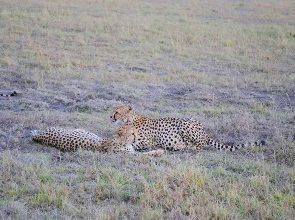 Katzengruppe Der Savanne Der Masai Mara Kenia — Stockfoto