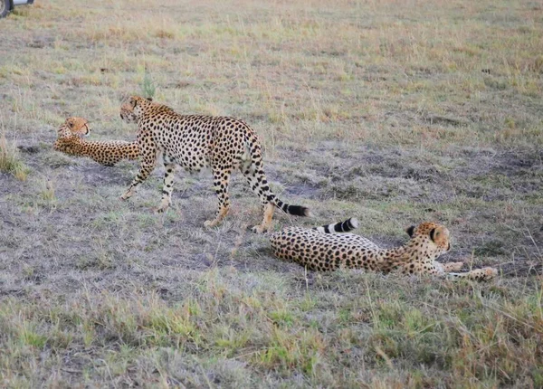 Grupo Gatos Sabana Masai Mara Kenia — Foto de Stock