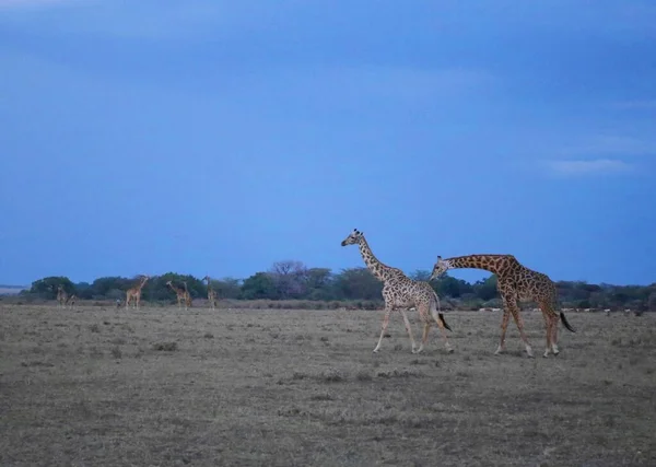 Girafes Dans Parc National Masai Mara Kenya — Photo