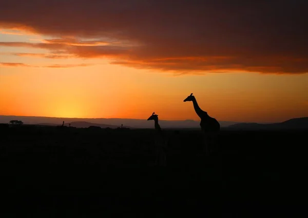 Jirafas Parque Nacional Masai Mara Kenia —  Fotos de Stock