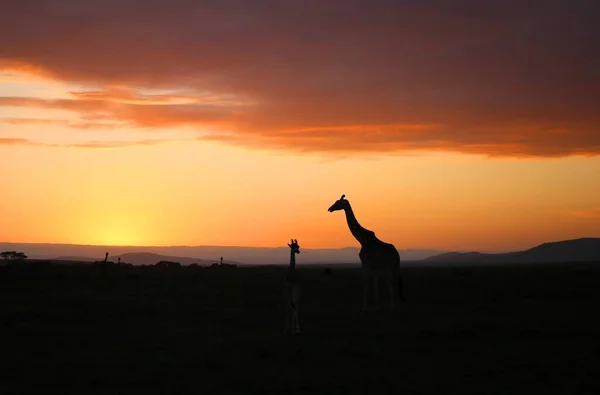Giraffes National Park Masai Mara Kenya — Stock Photo, Image