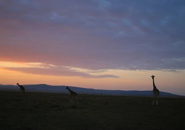 Схід Сонця Жирафи Національному Парку Масаї Мара Кенії — стокове фото