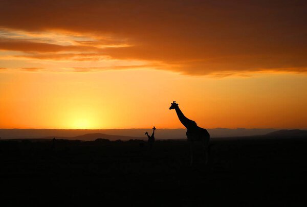 Sunrise and the giraffes in the national park of Masai Mara in Kenya
