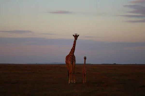 Giraffe Nel Parco Nazionale Masai Mara Kenya — Foto Stock