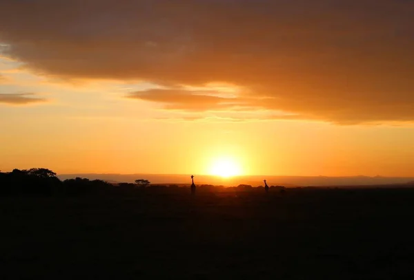 Amanecer Las Jirafas Parque Nacional Masai Mara Kenia — Foto de Stock