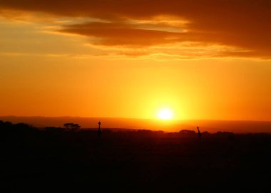 Gündoğumu ve zürafalar Kenya 'daki Masai Mara Milli Parkı' nda.