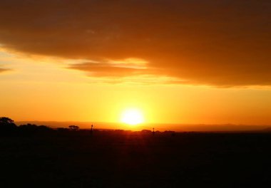 Gündoğumu ve zürafalar Kenya 'daki Masai Mara Milli Parkı' nda.