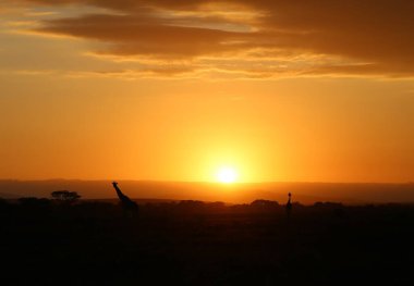 Gündoğumu ve zürafalar Kenya 'daki Masai Mara Milli Parkı' nda.