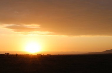 Gündoğumu ve zürafalar Kenya 'daki Masai Mara Milli Parkı' nda.