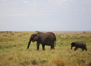 Kenya 'daki Masai Mara Milli Parkı' ndaki görkemli filler.