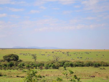 Kenya 'daki Masai Mara savanası.