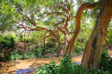Kenya 'daki Masai Mara ulusal parkındaki akasya ağaçları.