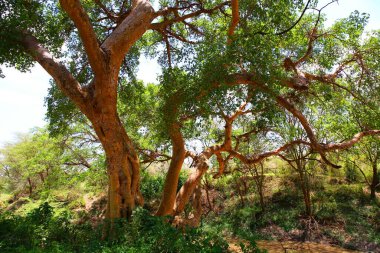 Kenya 'daki Masai Mara ulusal parkındaki akasya ağaçları.
