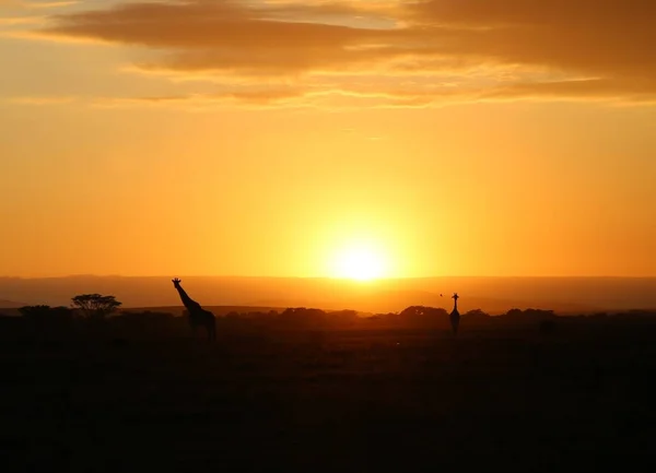 Soluppgång Och Giraffer Nationalparken Masai Mara Kenya — Stockfoto