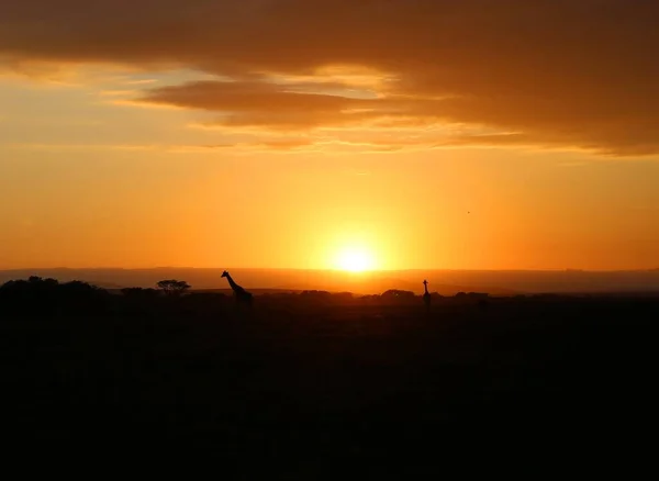 Soluppgång Och Giraffer Nationalparken Masai Mara Kenya — Stockfoto
