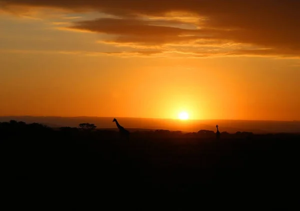 Amanecer Las Jirafas Parque Nacional Masai Mara Kenia — Foto de Stock