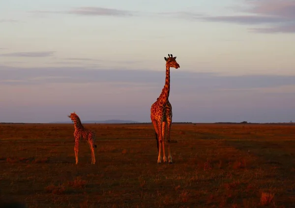 Żyrafy Parku Narodowym Masai Mara Kenii — Zdjęcie stockowe