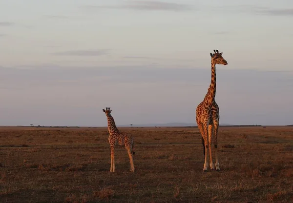 Jirafas Parque Nacional Masai Mara Kenia —  Fotos de Stock