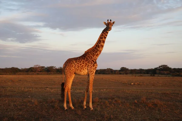 Jirafas Parque Nacional Masai Mara Kenia —  Fotos de Stock