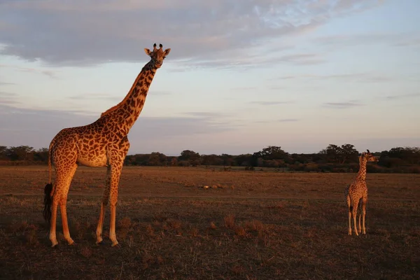 Jirafas Parque Nacional Masai Mara Kenia —  Fotos de Stock