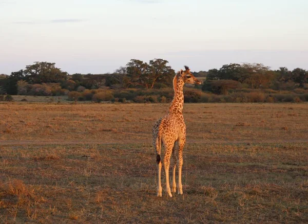 Żyrafy Parku Narodowym Masai Mara Kenii — Zdjęcie stockowe