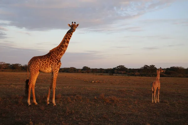 Καμηλοπαρδάλεις Στο Εθνικό Πάρκο Masai Mara Στην Κένυα — Φωτογραφία Αρχείου