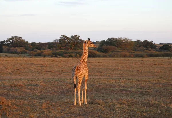 Giraffe Nel Parco Nazionale Masai Mara Kenya — Foto Stock