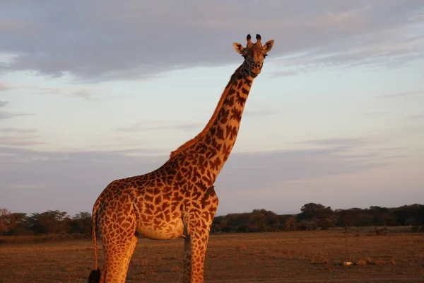 Giraffe Nel Parco Nazionale Masai Mara Kenya — Foto Stock