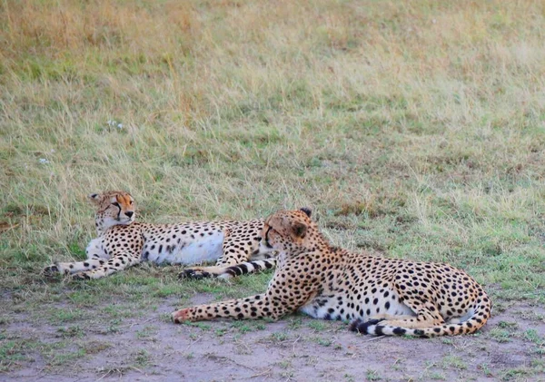 Eine Gepardenfamilie Nationalpark Masai Mara Kenia — Stockfoto