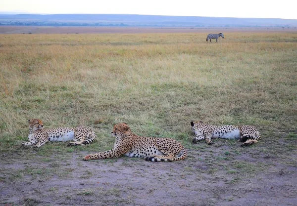 Egy Gepárd Család Masai Mara Nemzeti Parkban Kenyában — Stock Fotó