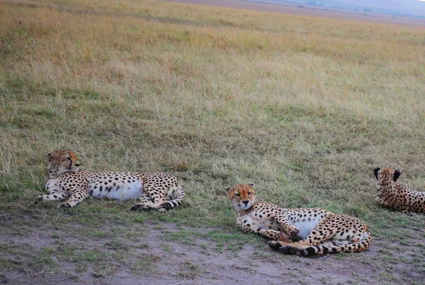 Egy Gepárd Család Masai Mara Nemzeti Parkban Kenyában — Stock Fotó