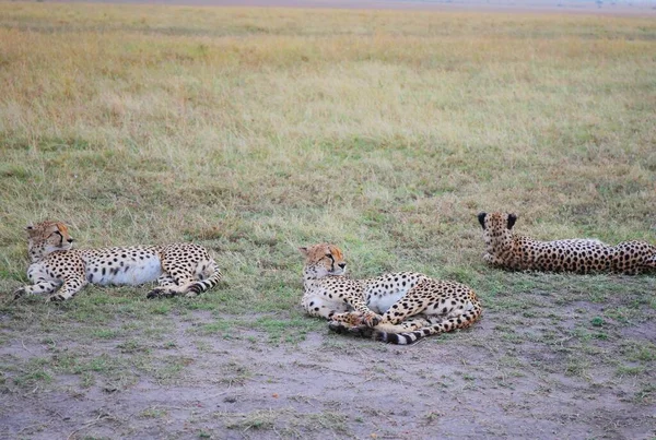 Egy Gepárd Család Masai Mara Nemzeti Parkban Kenyában — Stock Fotó