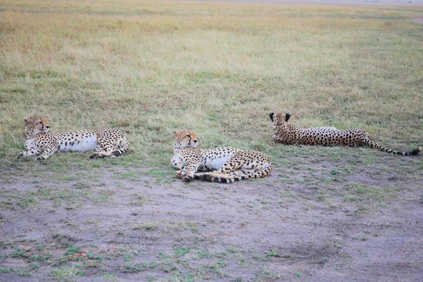 Eine Gepardenfamilie Nationalpark Masai Mara Kenia — Stockfoto