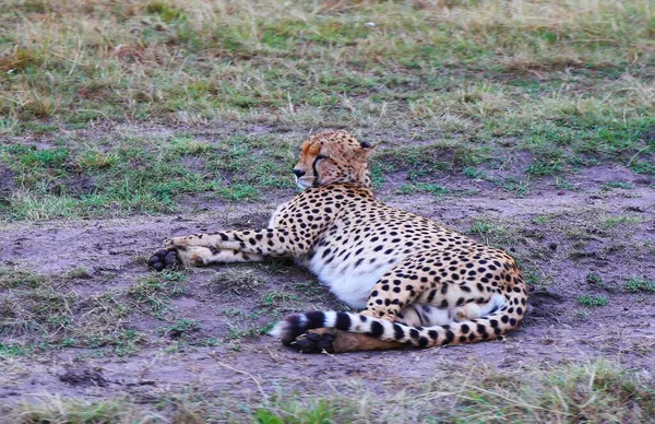 Egy Gepárd Család Masai Mara Nemzeti Parkban Kenyában — Stock Fotó