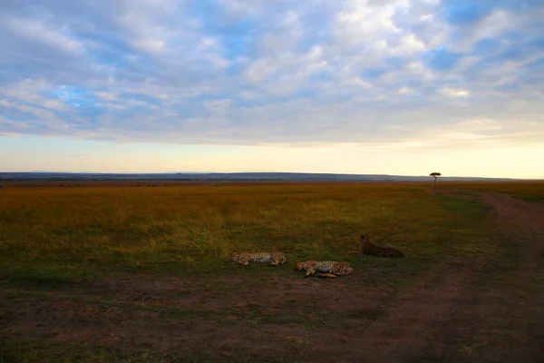 Een Familie Van Cheeta Het Nationale Park Van Masai Mara — Stockfoto