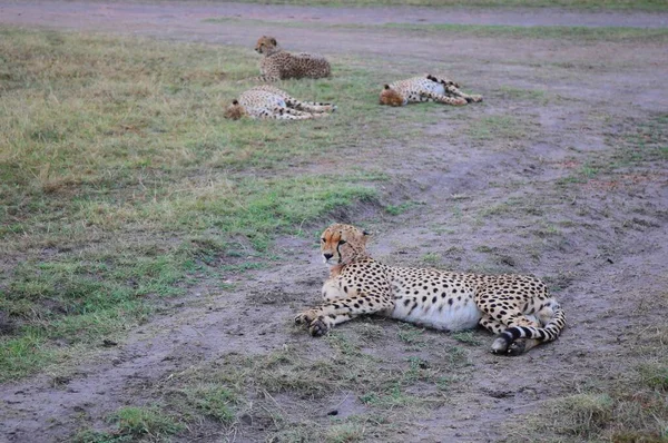 Une Famille Guépards Dans Parc National Masai Mara Kenya — Photo