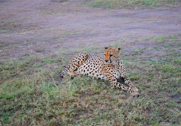 Egy Gepárd Család Masai Mara Nemzeti Parkban Kenyában — Stock Fotó