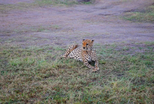 Egy Gepárd Család Masai Mara Nemzeti Parkban Kenyában — Stock Fotó