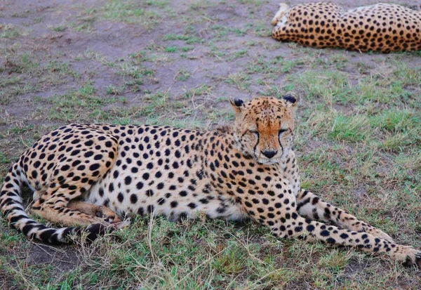 Egy Gepárd Család Masai Mara Nemzeti Parkban Kenyában — Stock Fotó