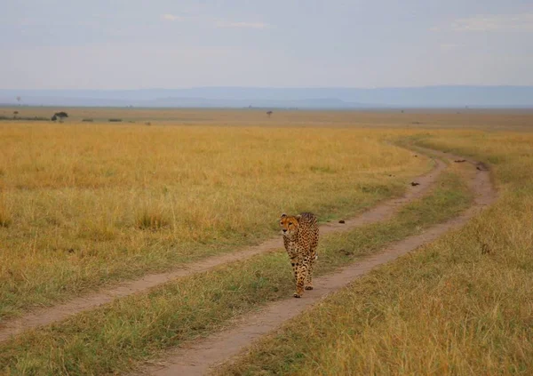Egy Gepárd Család Masai Mara Nemzeti Parkban Kenyában — Stock Fotó