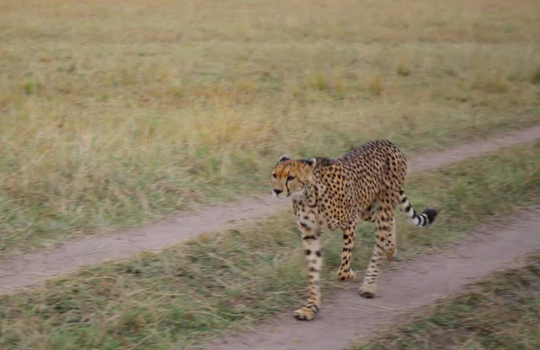 Egy Gepárd Család Masai Mara Nemzeti Parkban Kenyában — Stock Fotó