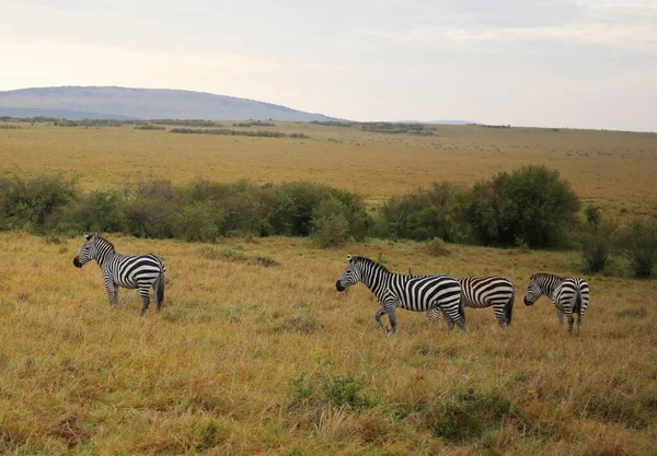 Uma Manada Zebras Parque Nacional Masai Mara Quênia — Fotografia de Stock