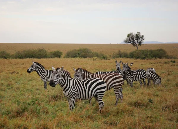 Una Mandria Zebre Nel Parco Nazionale Masai Mara Kenya — Foto Stock