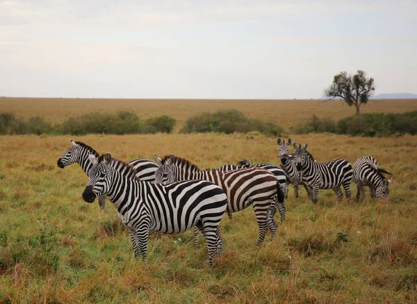Una Mandria Zebre Nel Parco Nazionale Masai Mara Kenya — Foto Stock