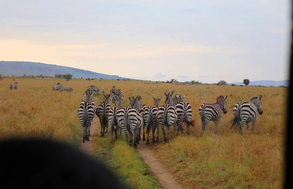 Uma Manada Zebras Parque Nacional Masai Mara Quênia — Fotografia de Stock
