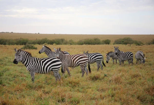 Uma Manada Zebras Parque Nacional Masai Mara Quênia — Fotografia de Stock