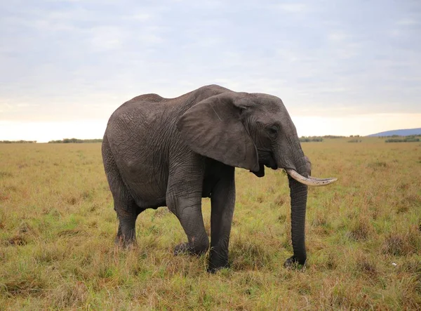 Величественные Слоны Национальном Парке Масаи Мара Кении — стоковое фото